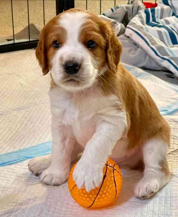 Štěňata Welsh Springer Spaniel