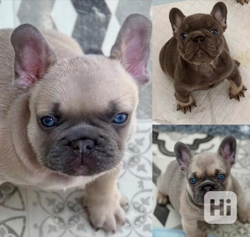 KVALITNÍ A ZDRAVOTNĚ TESTOVANÁ ŠTĚŇATA FRANCOUZSKÉHO BULLDOG - foto 1