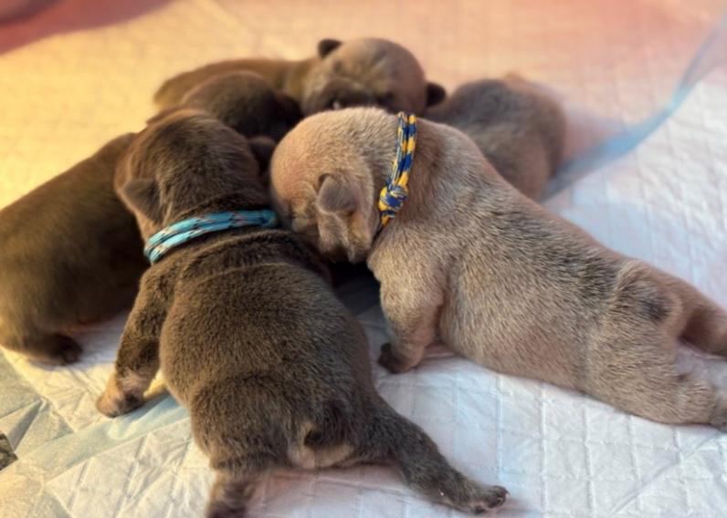 KVALITNÍ A ZDRAVOTNĚ TESTOVANÁ ŠTĚŇATA FRANCOUZSKÉHO BULLDOG - foto 4