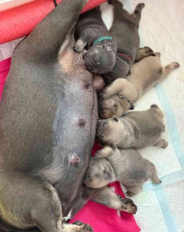 KVALITNÍ A ZDRAVOTNĚ TESTOVANÁ ŠTĚŇATA FRANCOUZSKÉHO BULLDOG - foto 5
