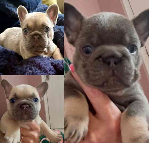 KVALITNÍ A ZDRAVOTNĚ TESTOVANÁ ŠTĚŇATA FRANCOUZSKÉHO BULLDOG - foto 2