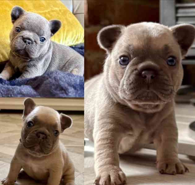 KVALITNÍ A ZDRAVOTNĚ TESTOVANÁ ŠTĚŇATA FRANCOUZSKÉHO BULLDOG - foto 3