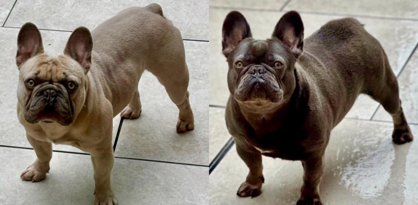 KVALITNÍ A ZDRAVOTNĚ TESTOVANÁ ŠTĚŇATA FRANCOUZSKÉHO BULLDOG - foto 6