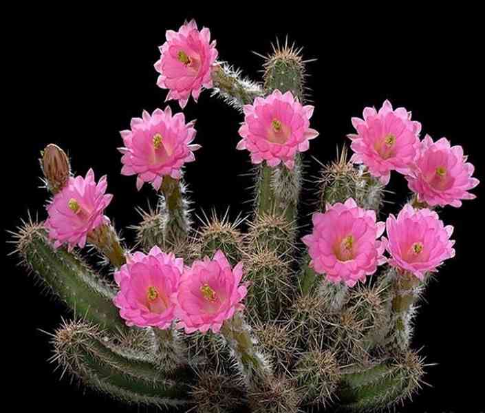 semena kaktus Echinocereus scheeri