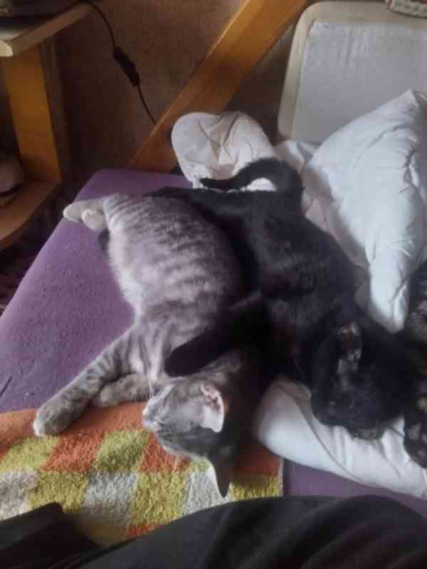 Tmavší mourinka mazlivá, hravá 4měsíční Magdička hledá domov - foto 1