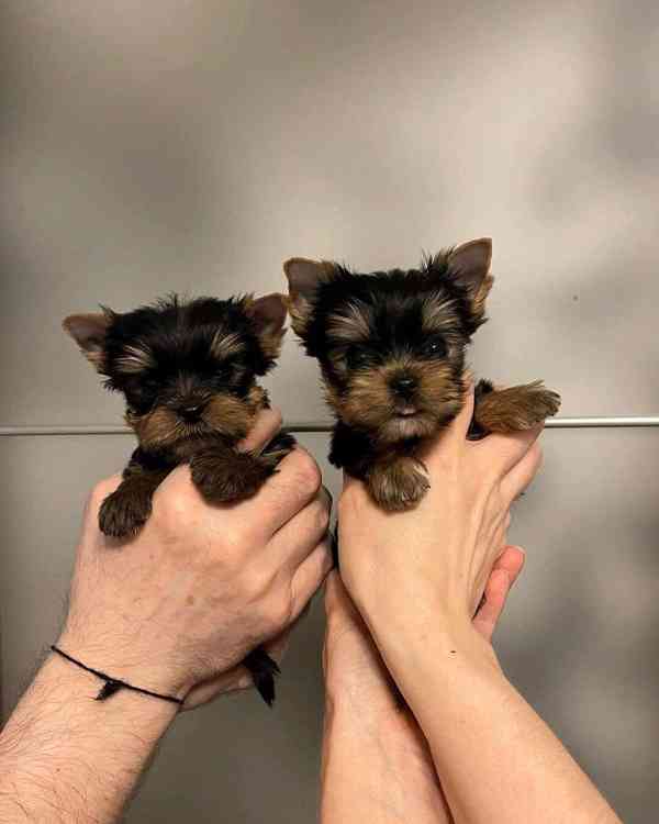 Jorkšírský teriér - foto 2