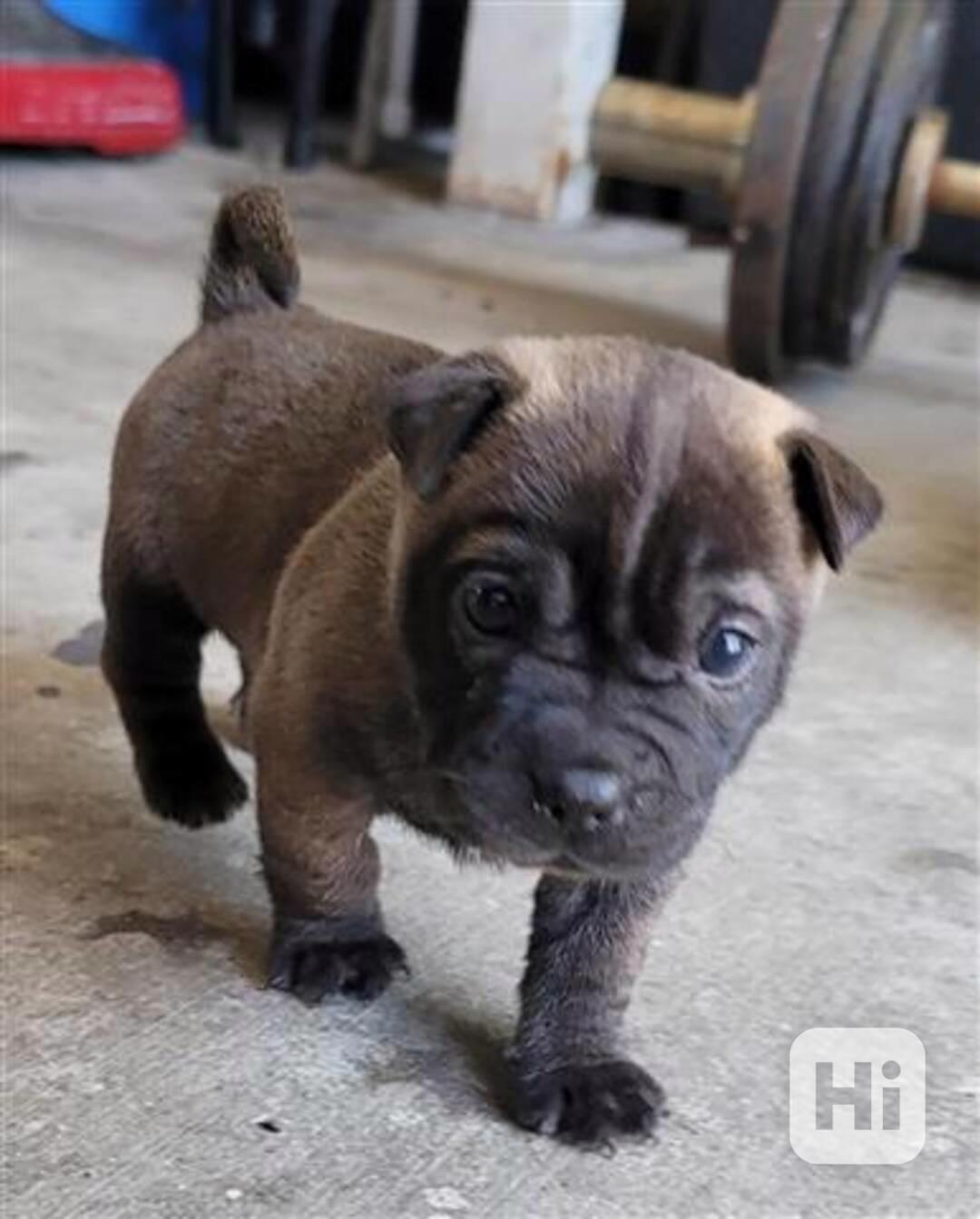 Chihuahua mix Sharpei - foto 1