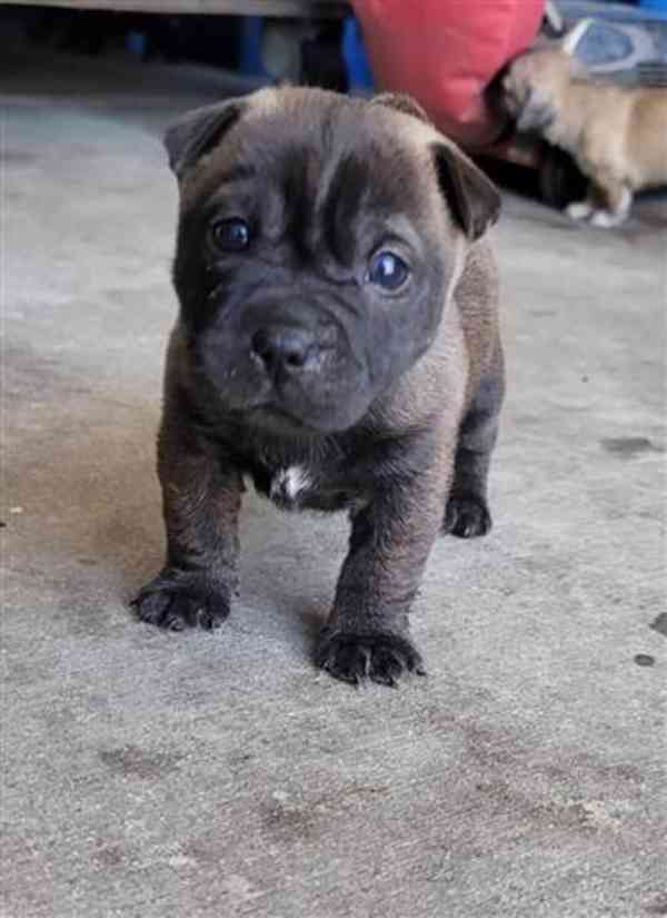 Chihuahua mix Sharpei - foto 2