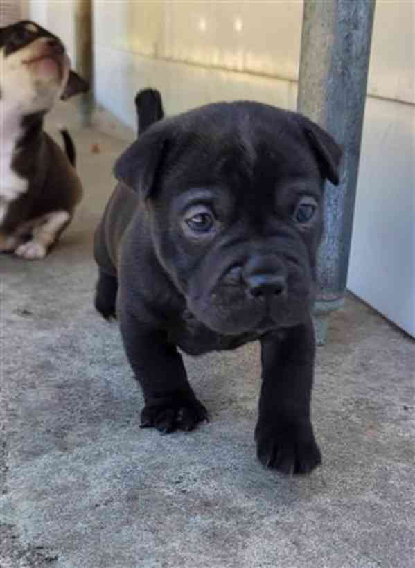 Chihuahua mix Sharpei - foto 6