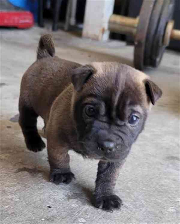 Chihuahua mix Sharpei - foto 1