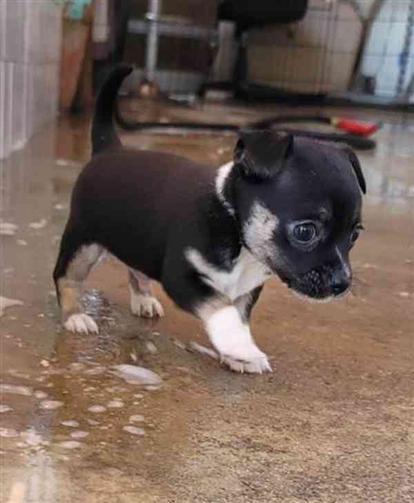 Chihuahua mix Sharpei - foto 3