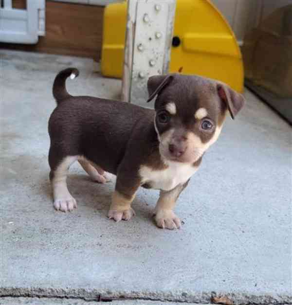 Chihuahua mix Sharpei - foto 5