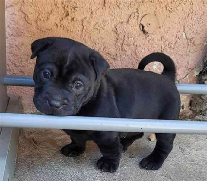 Chihuahua mix Sharpei - foto 4