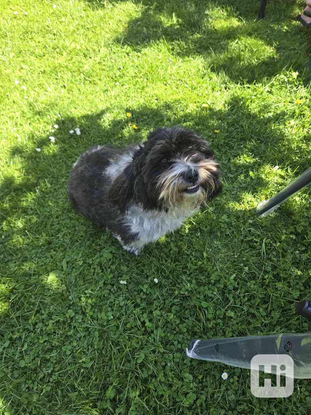 Fenka shih-tzu - foto 1