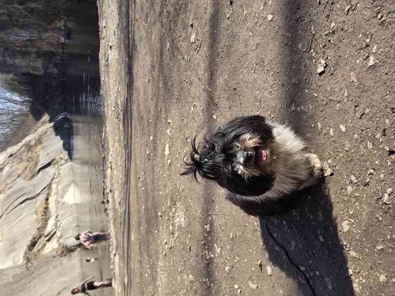 Fenka shih-tzu - foto 2