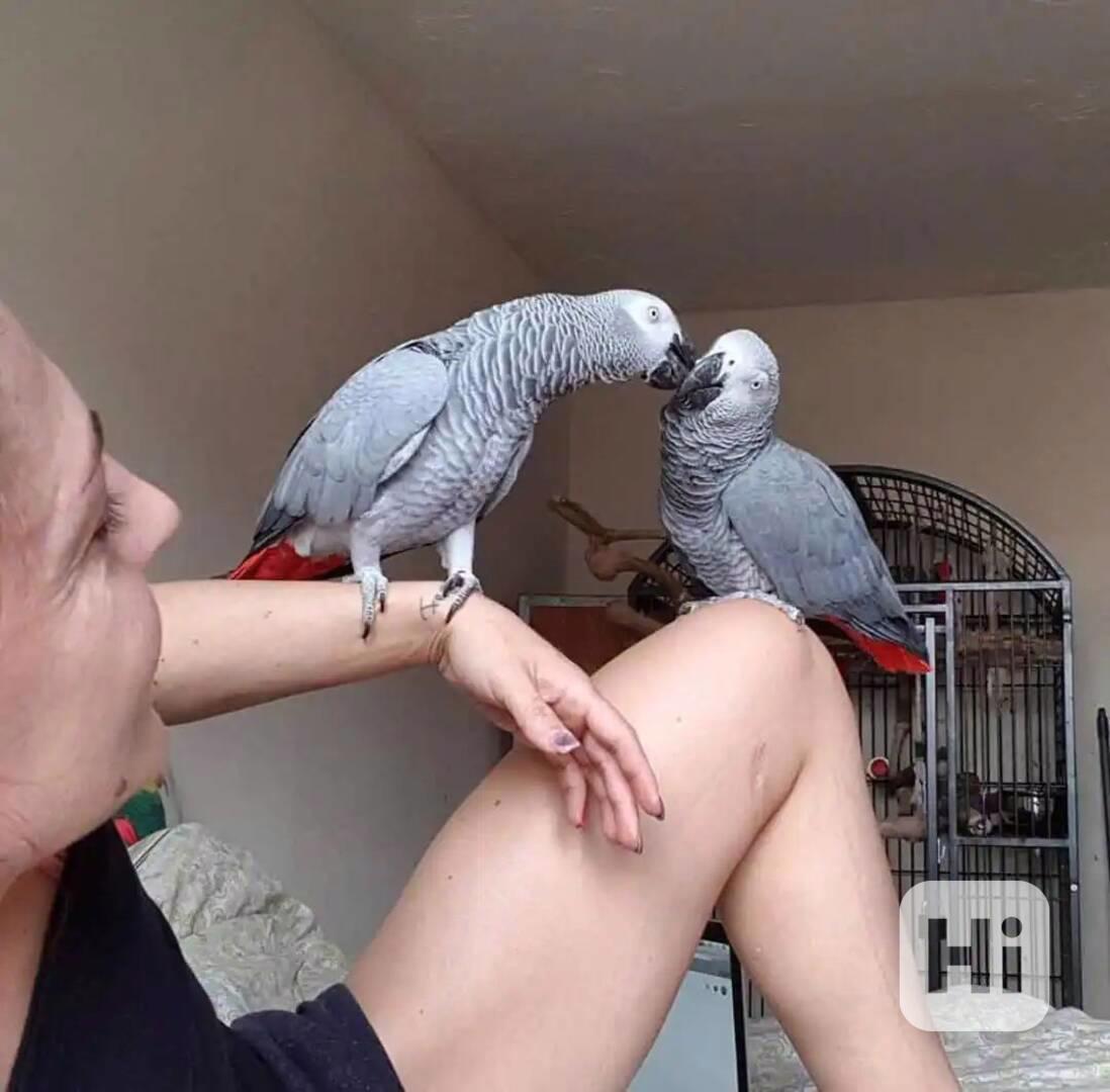 Pár mluvících papoušků šedých. - foto 1
