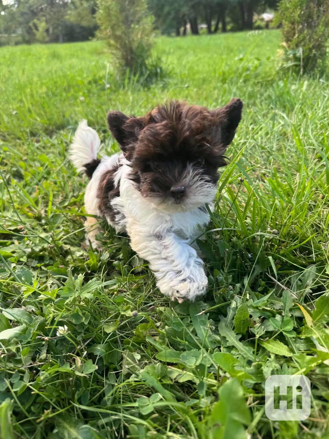Biewer,Biro Jorkšírský terier mini  - foto 1