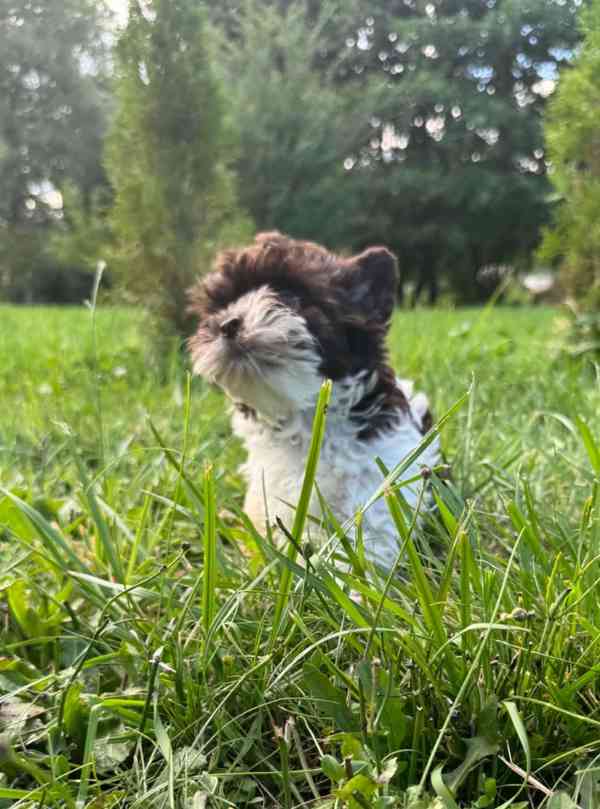 Biewer,Biro Jorkšírský terier mini  - foto 2