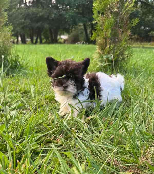 Biewer,Biro Jorkšírský terier mini  - foto 3