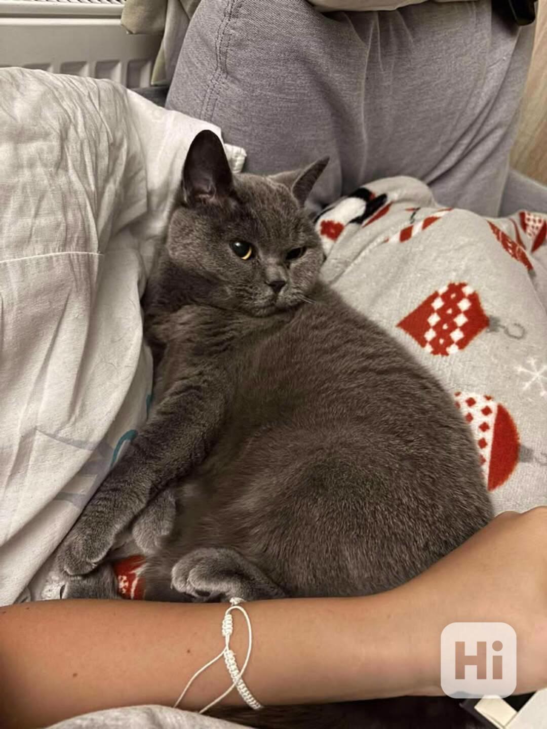 Zralá lady Šeron - foto 1