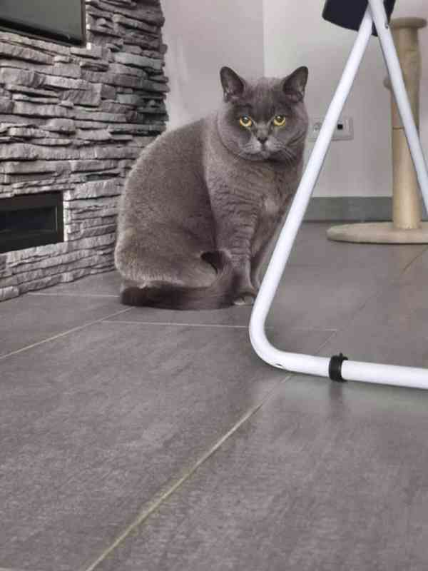 Zralá lady Šeron - foto 2