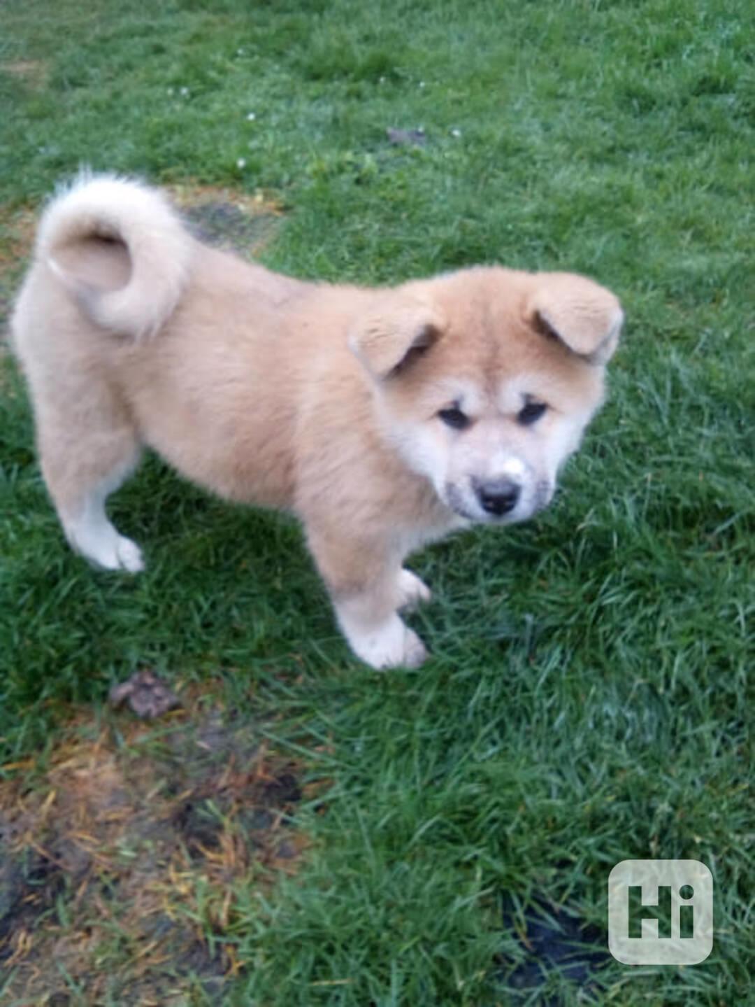 Akita-Inu nádherný pejsek  - foto 1