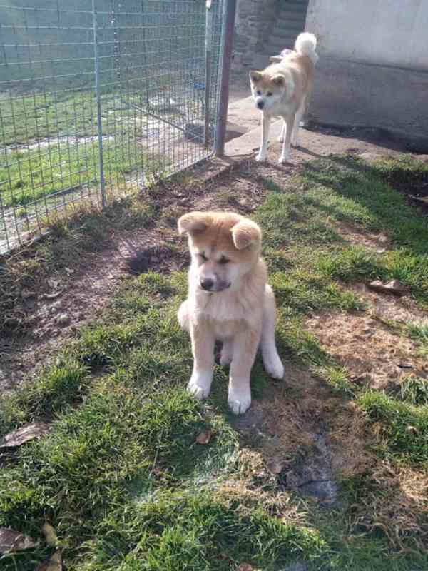 Akita-Inu nádherný pejsek  - foto 3