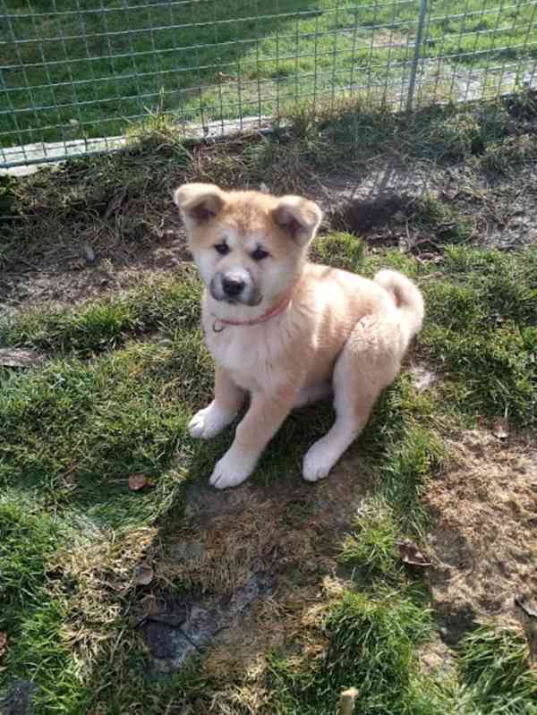 Akita-Inu nádherný pejsek  - foto 2