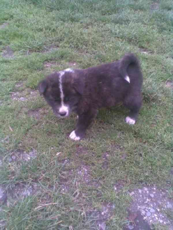 Akita-Inu nádherný pejsek  - foto 5