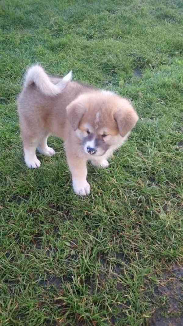 Akita-Inu nádherný pejsek  - foto 4