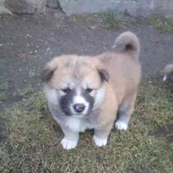 Akita-Inu nádherný pejsek  - foto 7