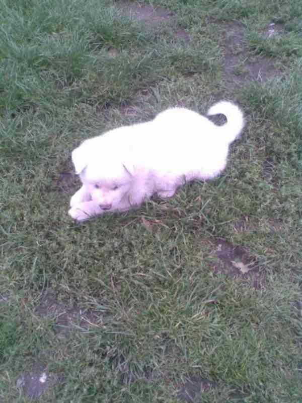 Akita-Inu nádherný pejsek  - foto 6