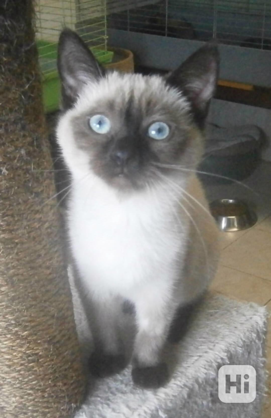 Temperamentní, hravá 3,5měsíční Elisabeth,  - foto 1