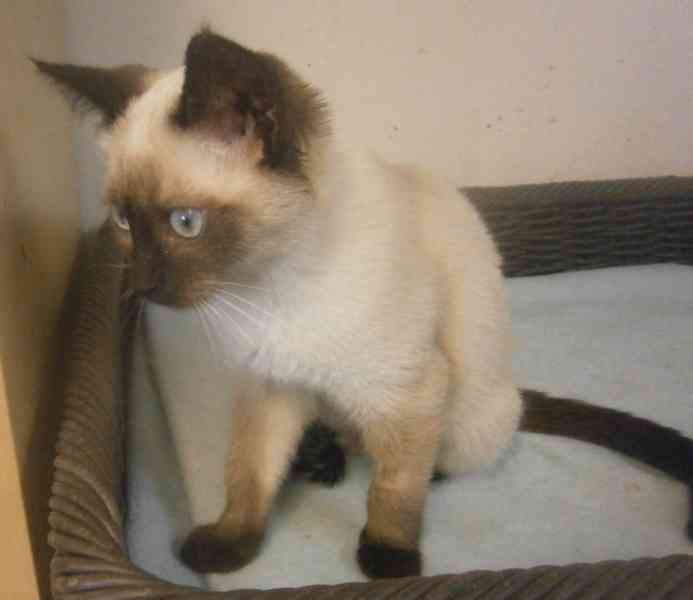 Temperamentní, hravá 3,5měsíční Elisabeth,  - foto 9