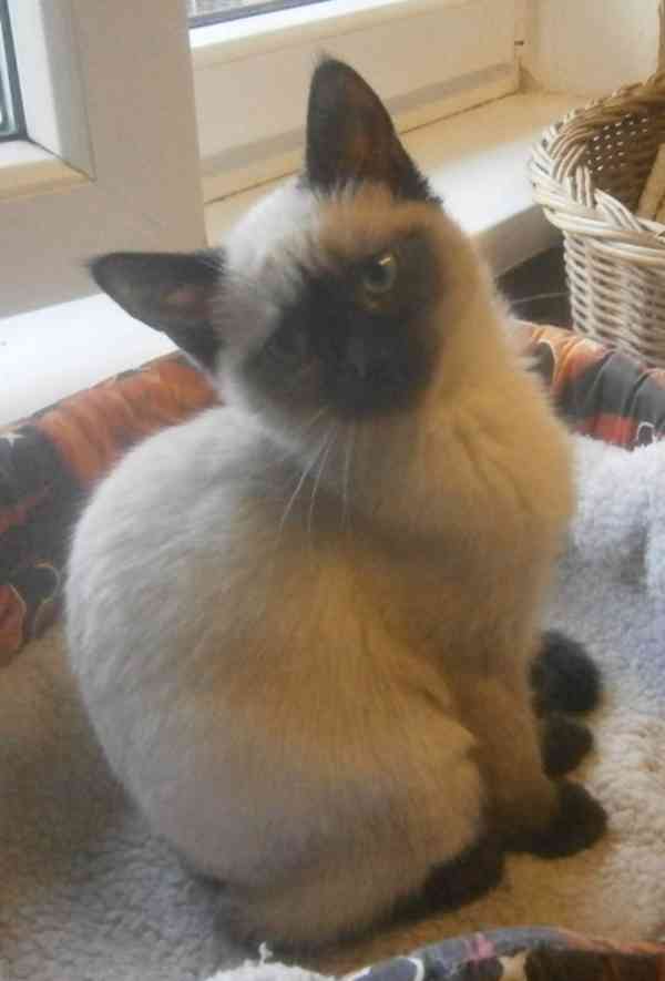 Temperamentní, hravá 3,5měsíční Elisabeth,  - foto 4