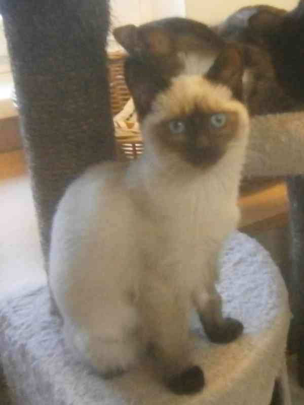 Temperamentní, hravá 3,5měsíční Elisabeth,  - foto 5