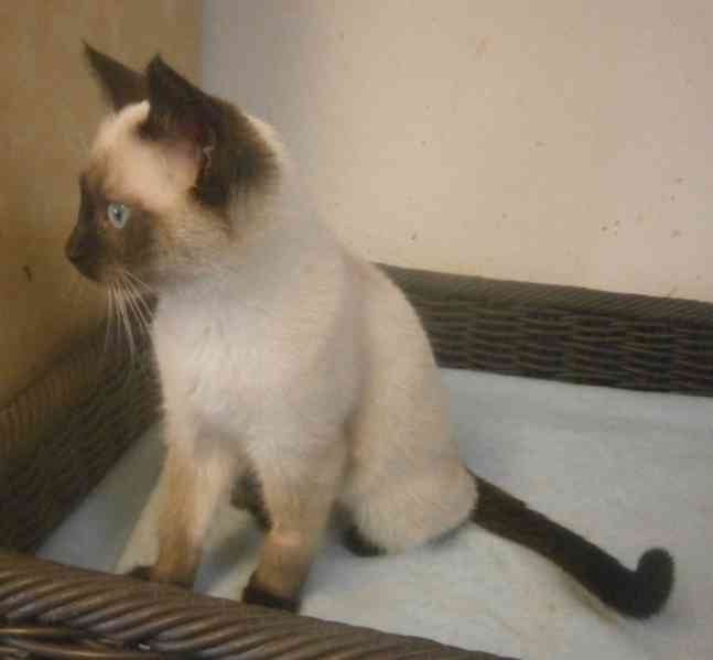 Temperamentní, hravá 3,5měsíční Elisabeth,  - foto 8