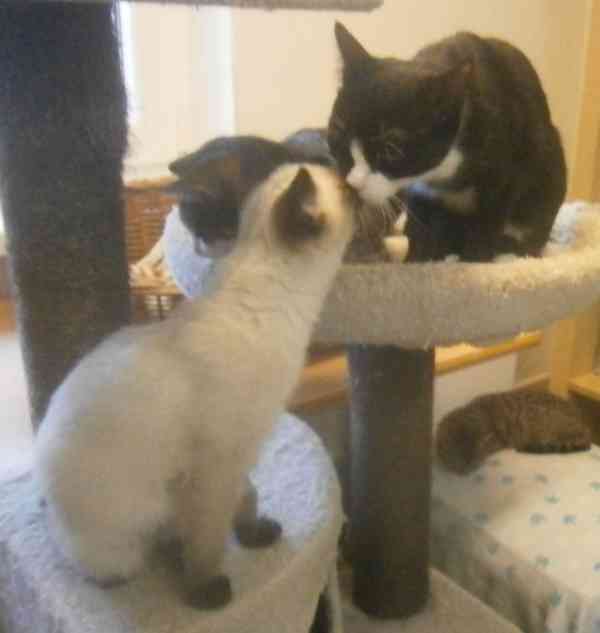 Temperamentní, hravá 3,5měsíční Elisabeth,  - foto 10