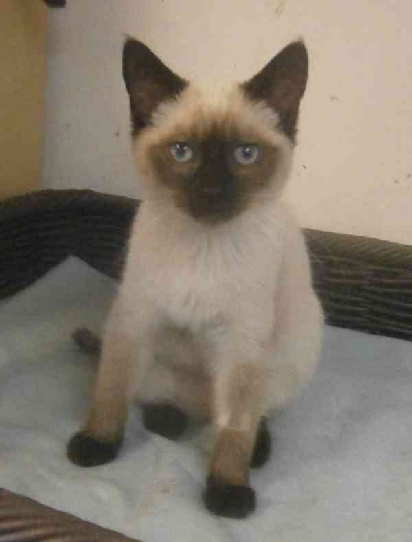 Temperamentní, hravá 3,5měsíční Elisabeth,  - foto 6