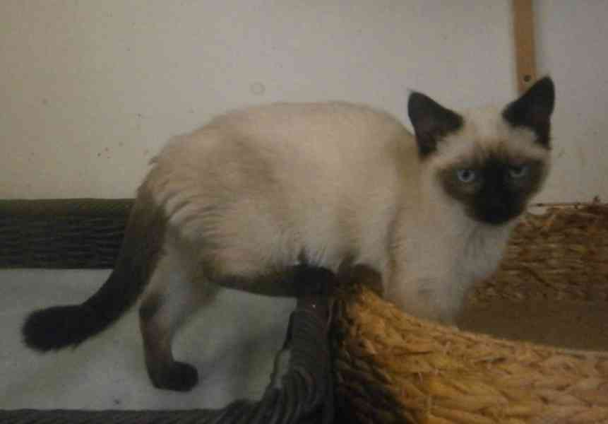 Temperamentní, hravá 3,5měsíční Elisabeth,  - foto 7