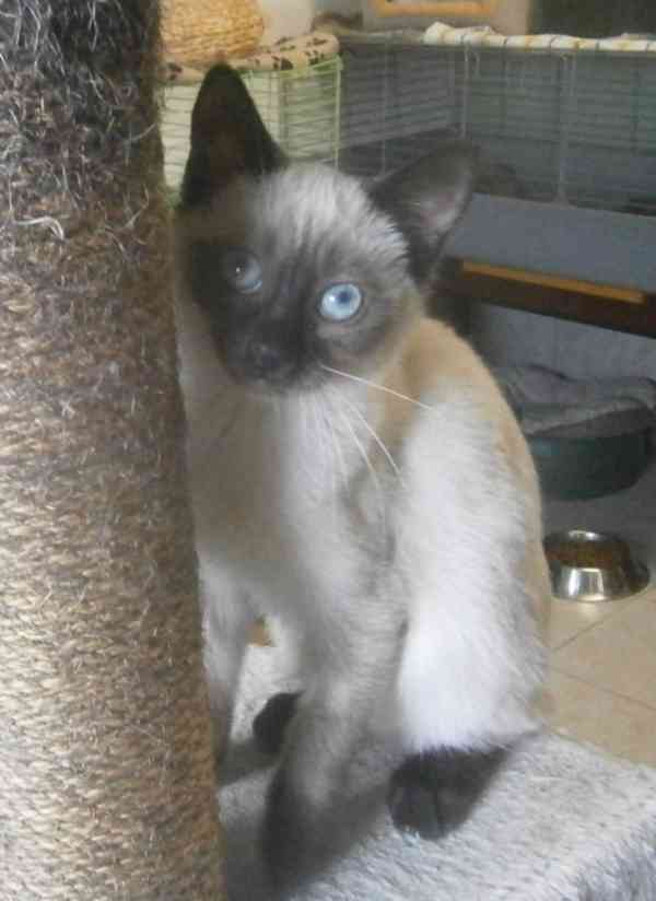 Temperamentní, hravá 3,5měsíční Elisabeth,  - foto 2