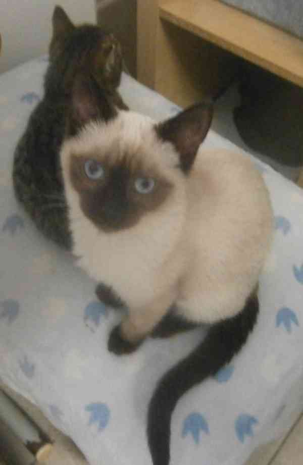 Temperamentní, hravá 3,5měsíční Elisabeth,  - foto 3