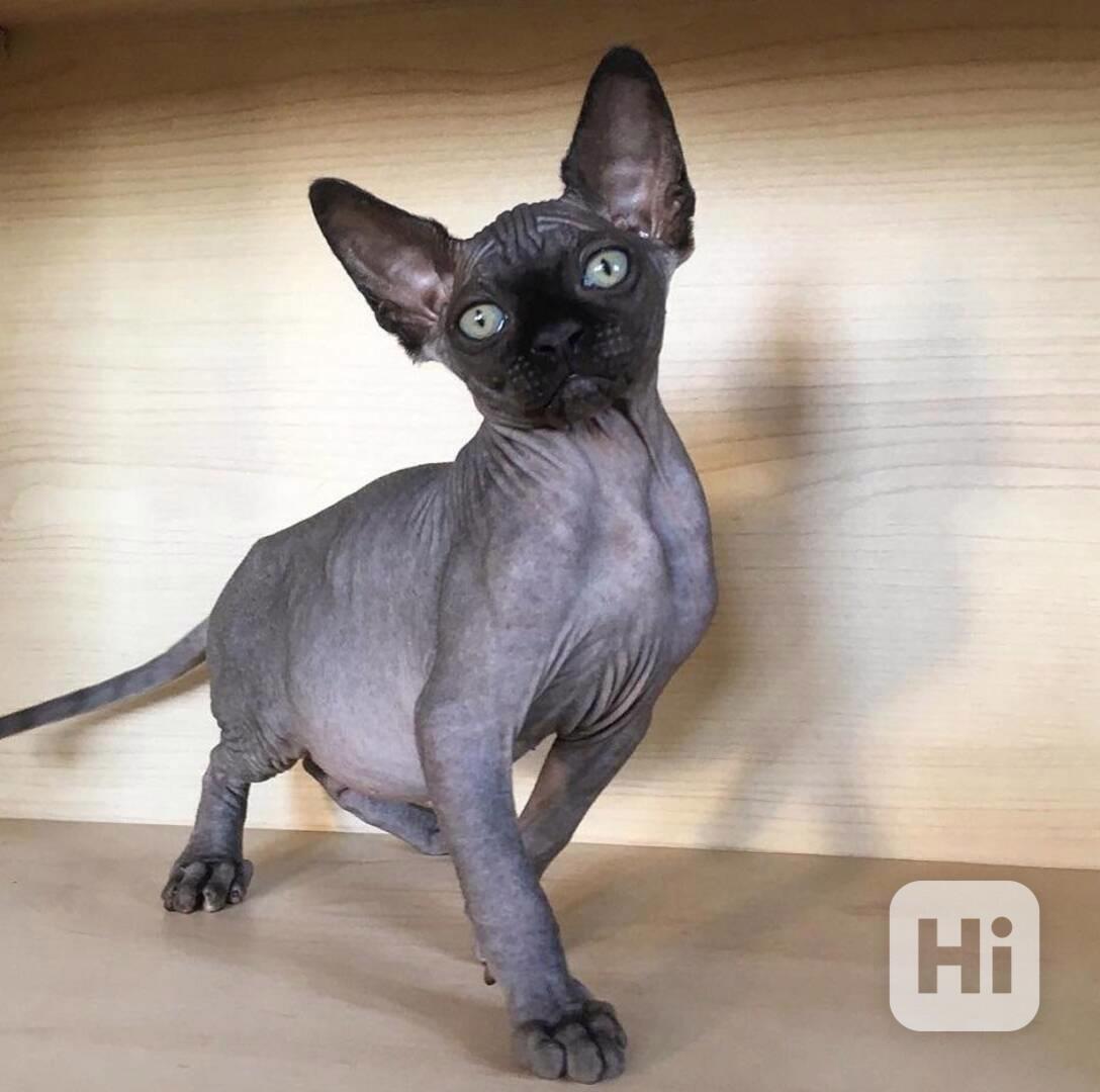 sphynx kotě - foto 1