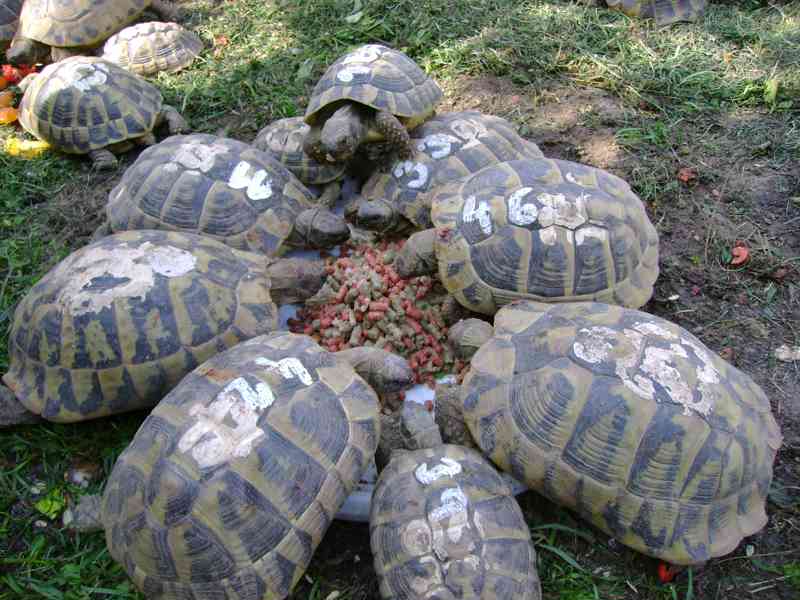 Suchozemské želvy líhnuté v roce 2022 - foto 14