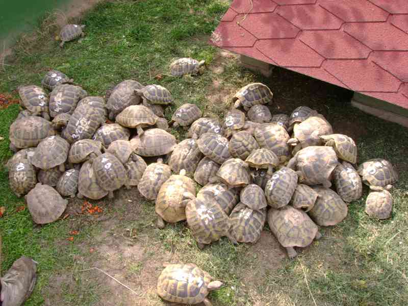 Suchozemské želvy líhnuté v roce 2022 - foto 11