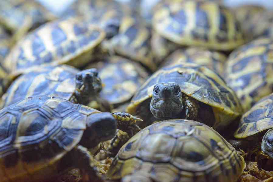 Suchozemské želvy líhnuté v roce 2022 - foto 3