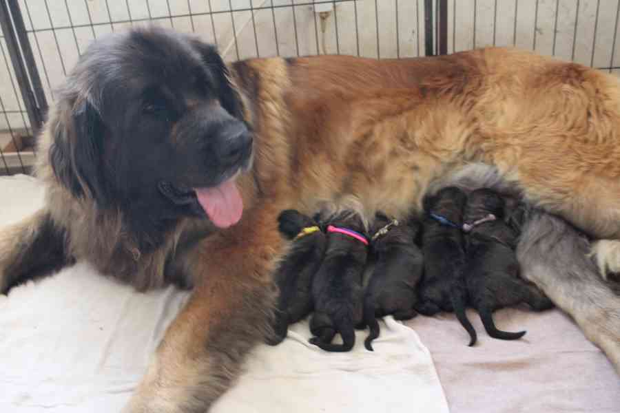 Leonberger - štěňata s PP - foto 1