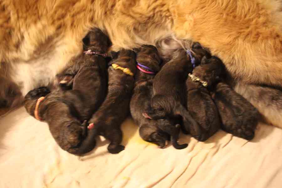 Leonberger - štěňata s PP - foto 2