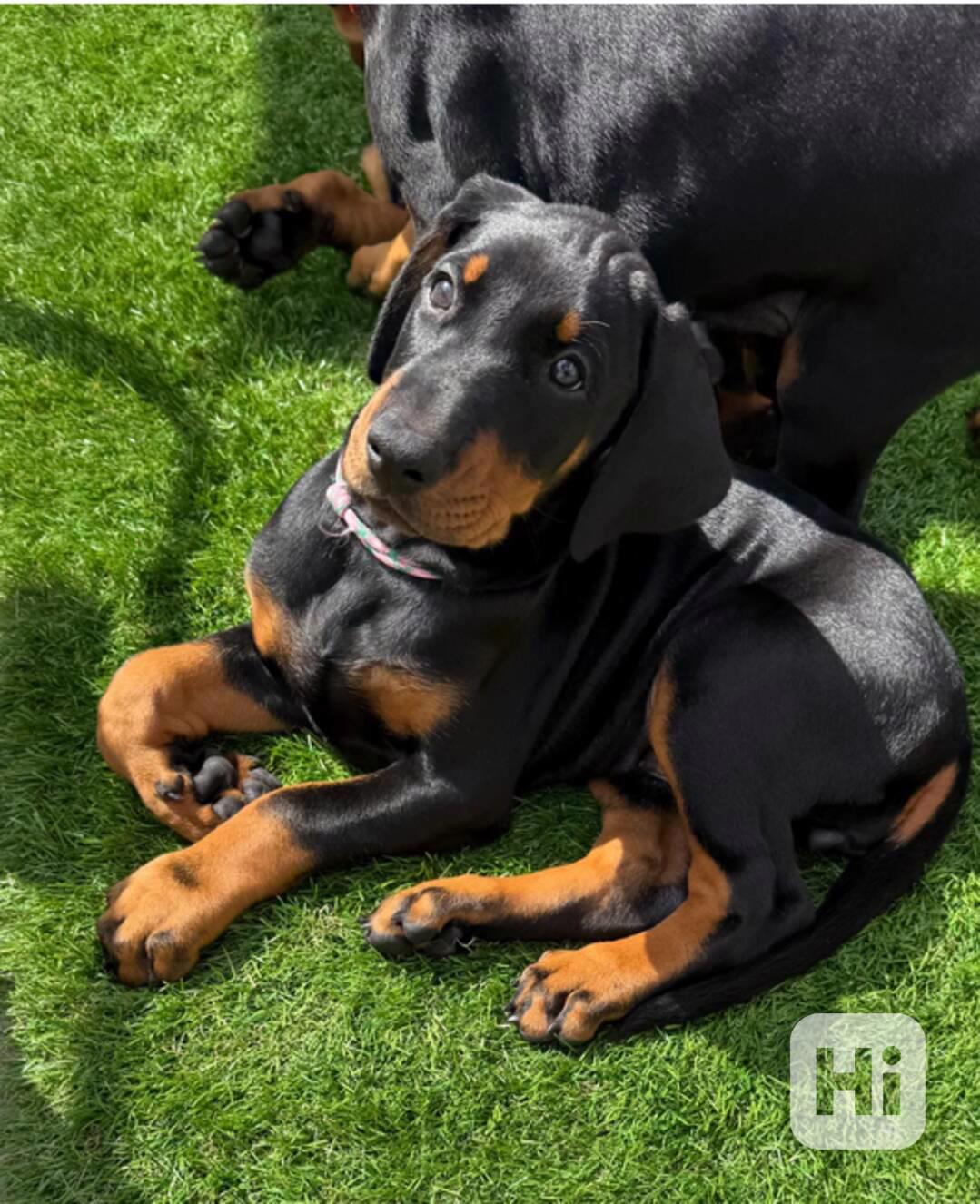 Štěňata Doberman k dispozici - foto 1