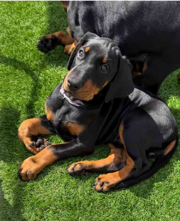 Štěňata Doberman k dispozici - foto 1
